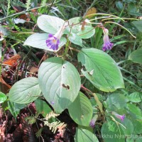 Henckelia communis (Gardner) D.J.Middleton & Mich.Möller